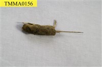 家鼷鼠藏品圖，第9張